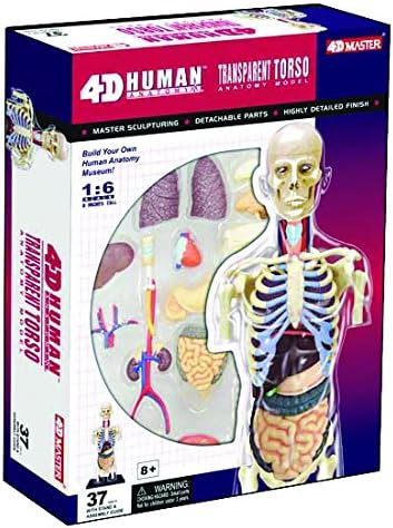 4D мајстор Транспарентен комплет за торзо модел на човечка анатомија, една боја