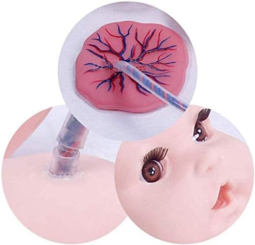 Gaofan новороденчиња од папочна врвца плацента медицинска сестра модел на кукли за предавање, манекенки за обука на медицинска